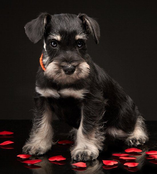 dog loves British combs