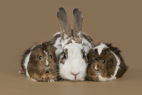 The best rabbit comb