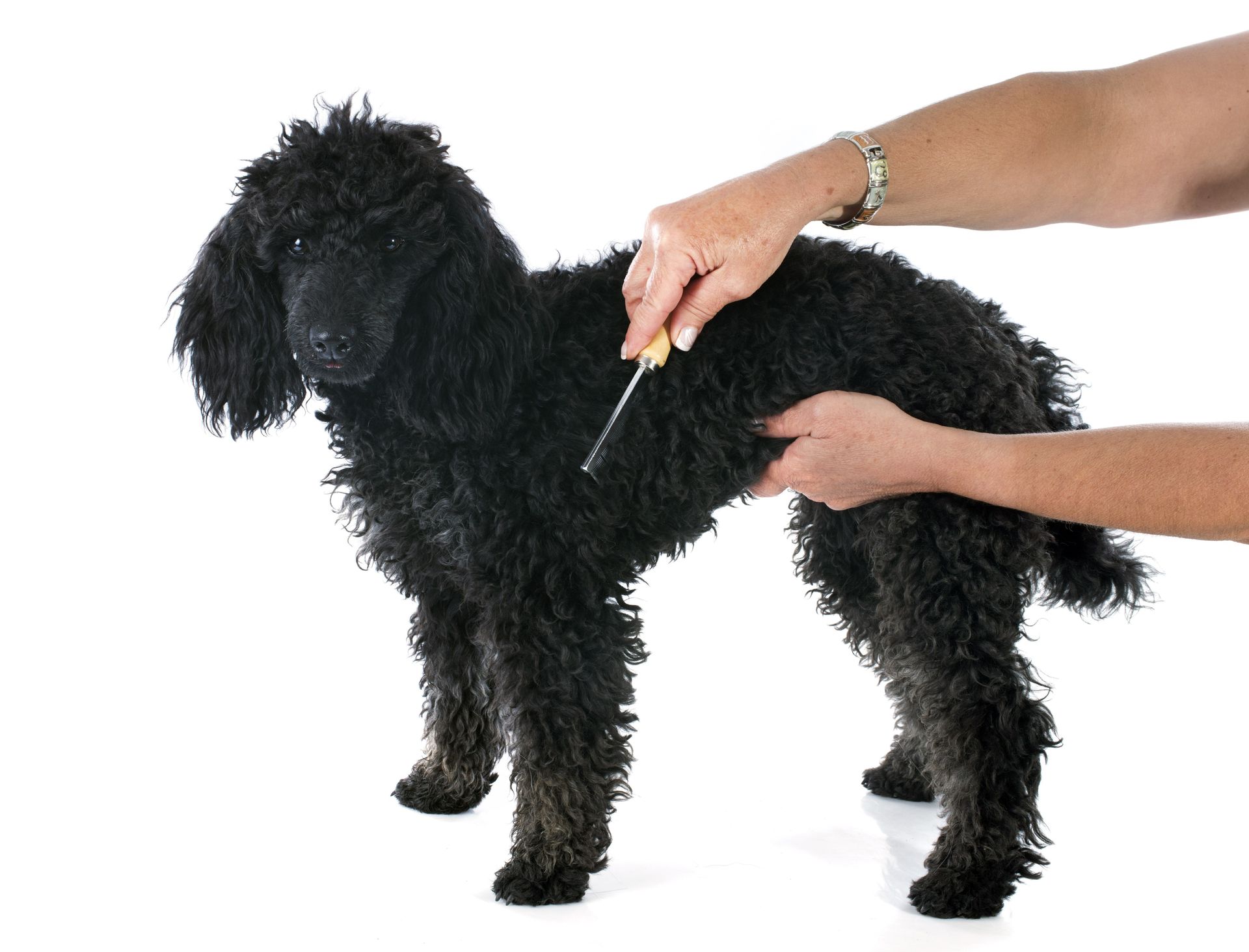 dog loves British combs