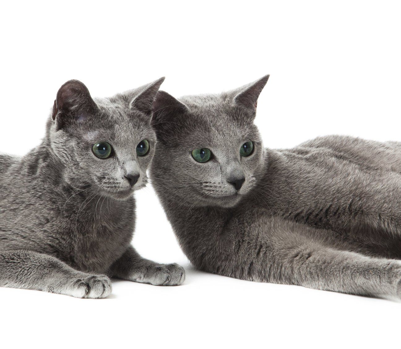 Traditionelle Chinesische Medizin, TCM Traditionelle Chinesische Medizin, TCM