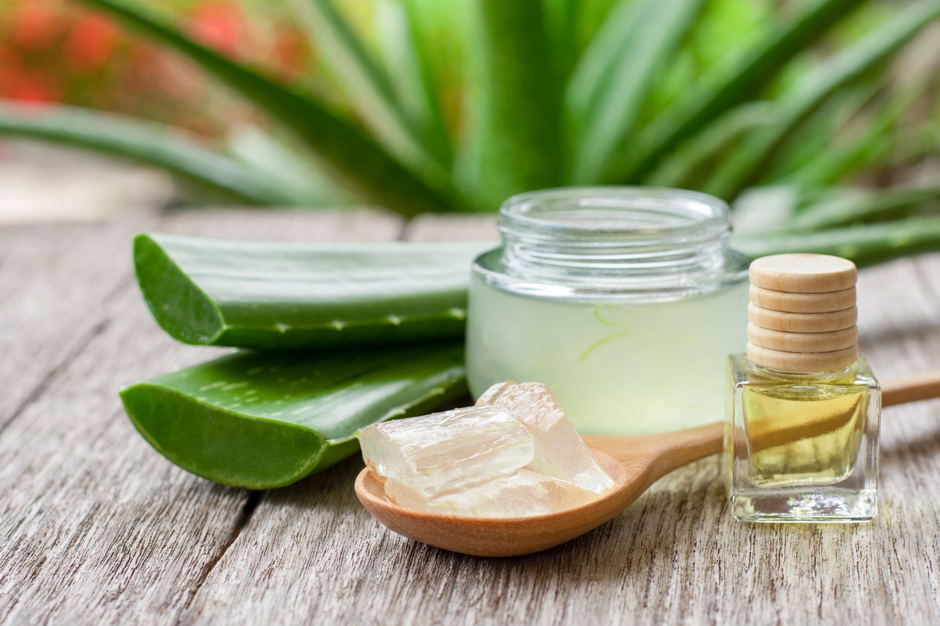 Pflanze Aloe vera Aloe vera