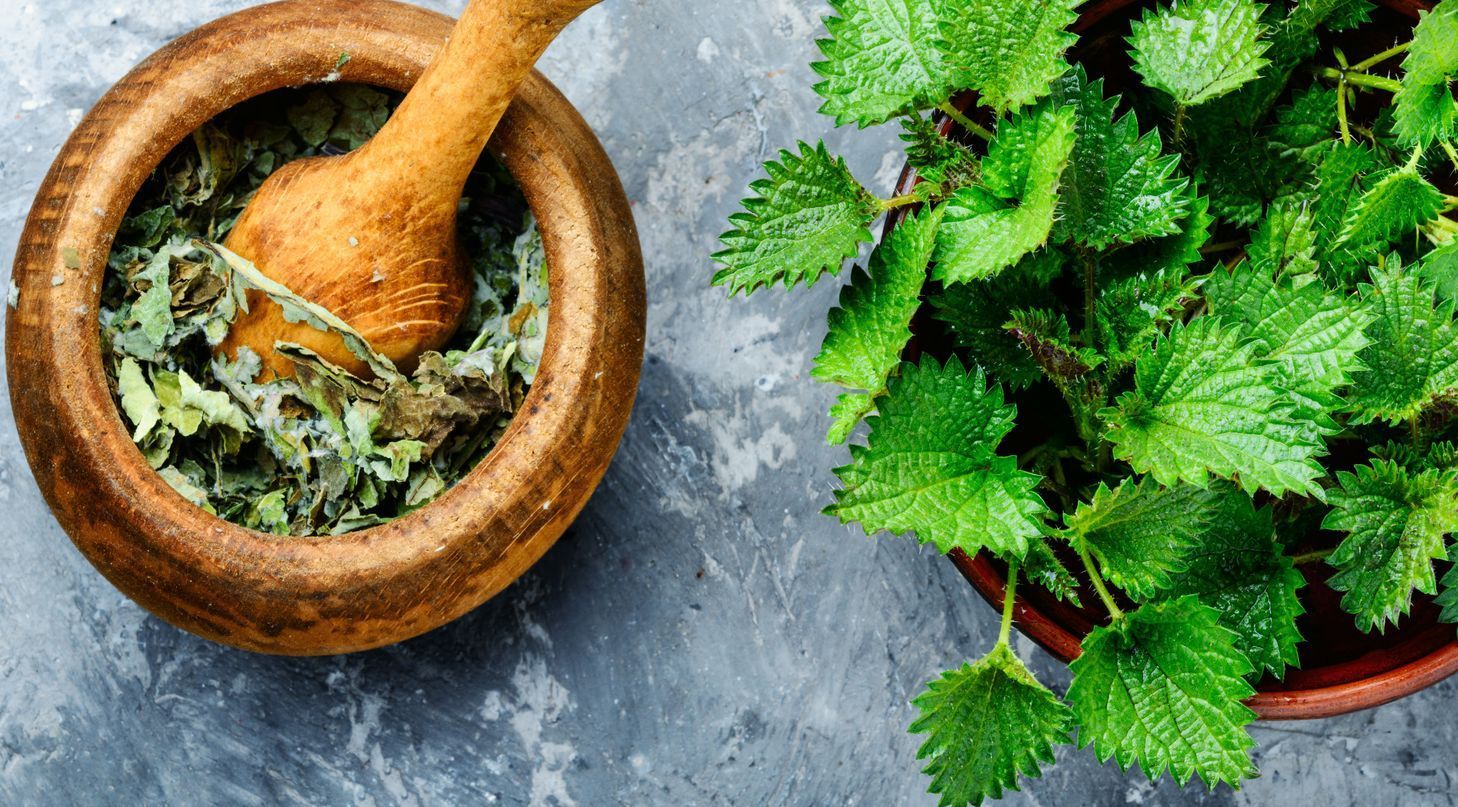 Pflanze Brennessel Brennessel