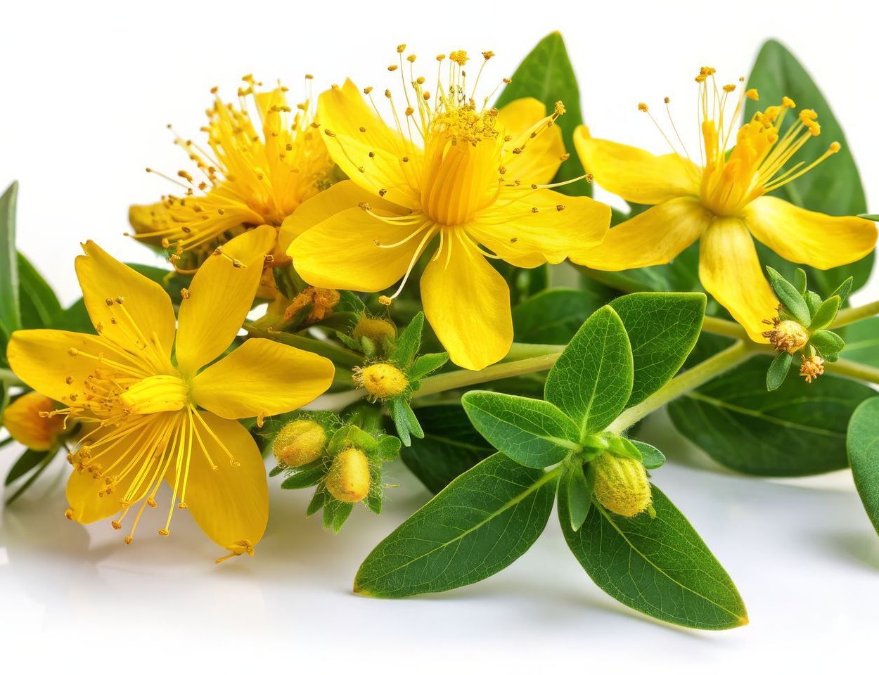 Johanniskraut Johanniskraut