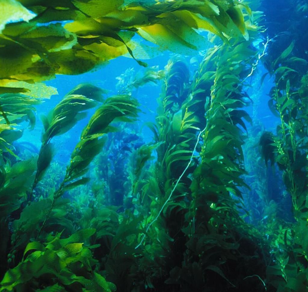 Thalassotherapie Thalassotherapie