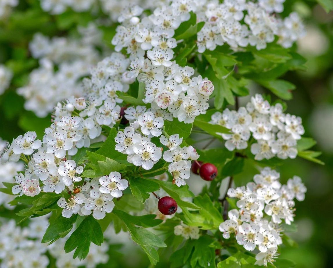 Weißdorn Weißdorn