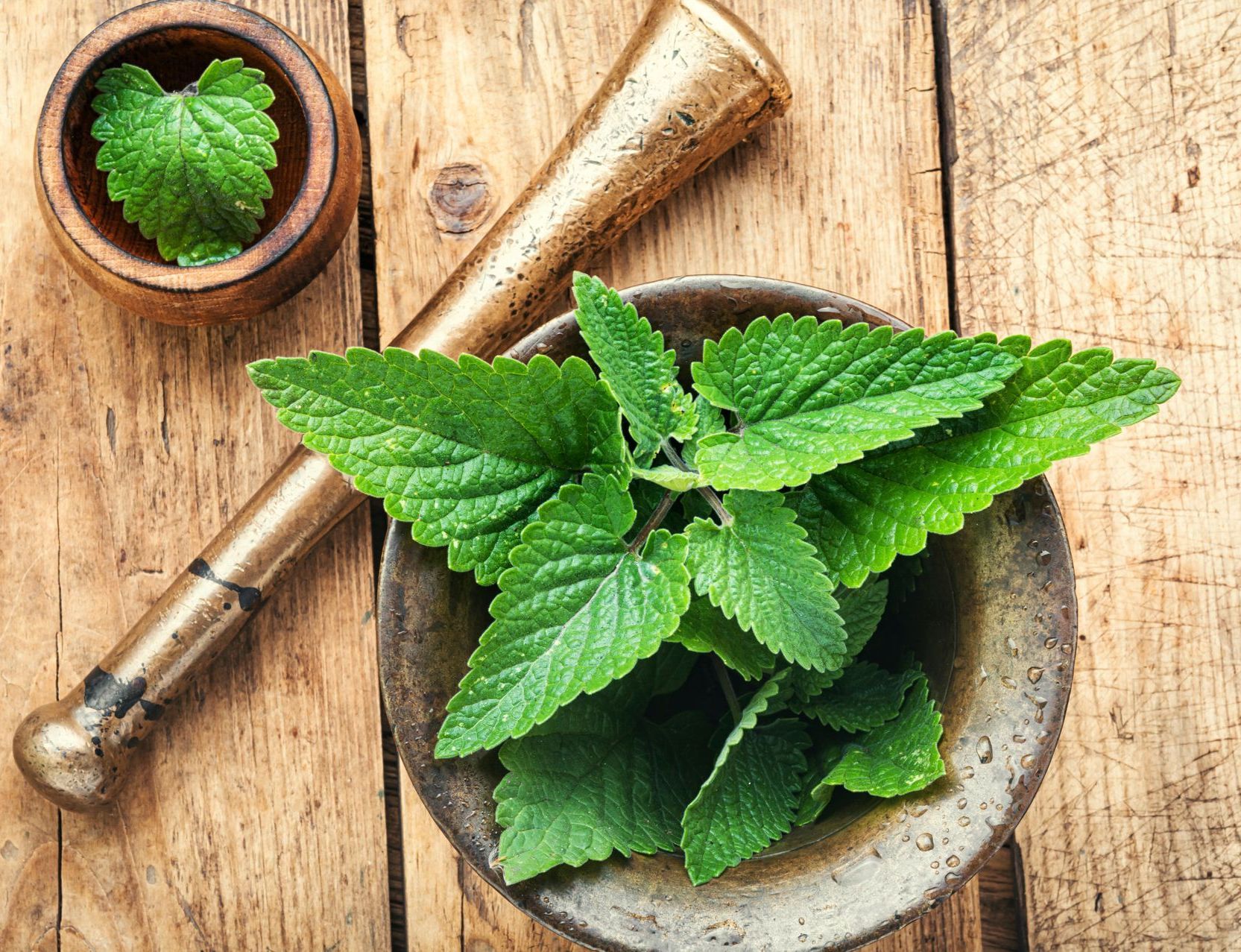 Zitronenmelisse Zitronenmelisse