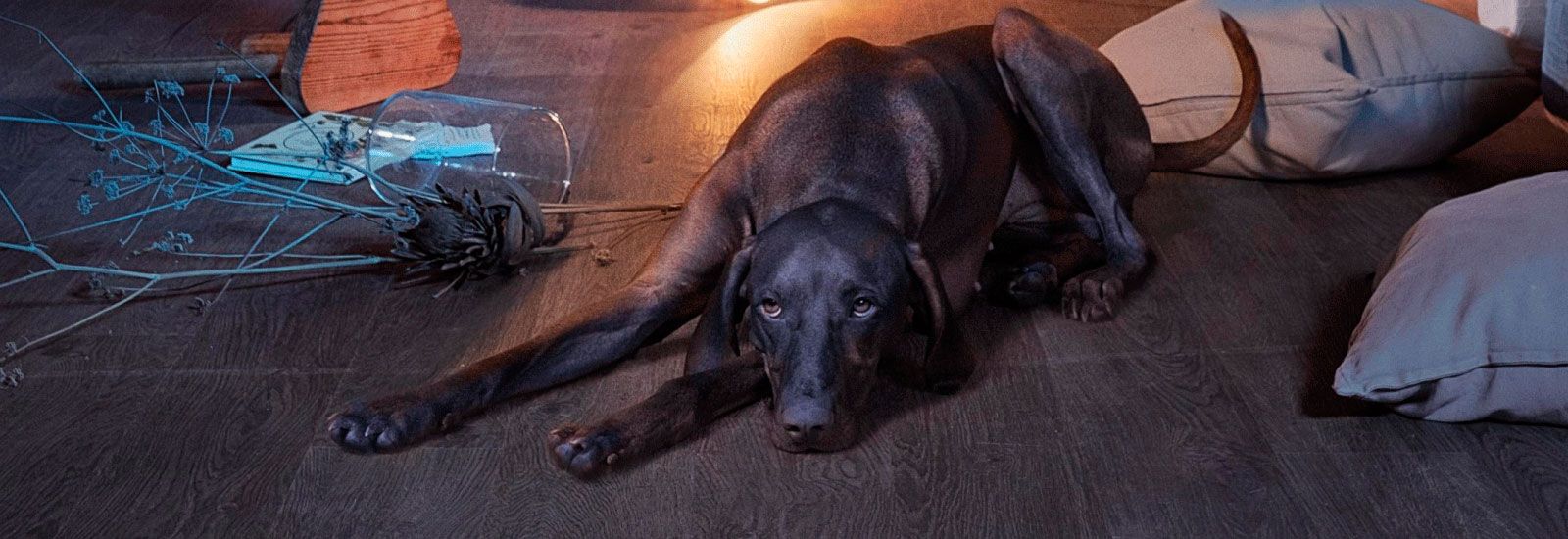Un perro disfrutando de un suelos de madera