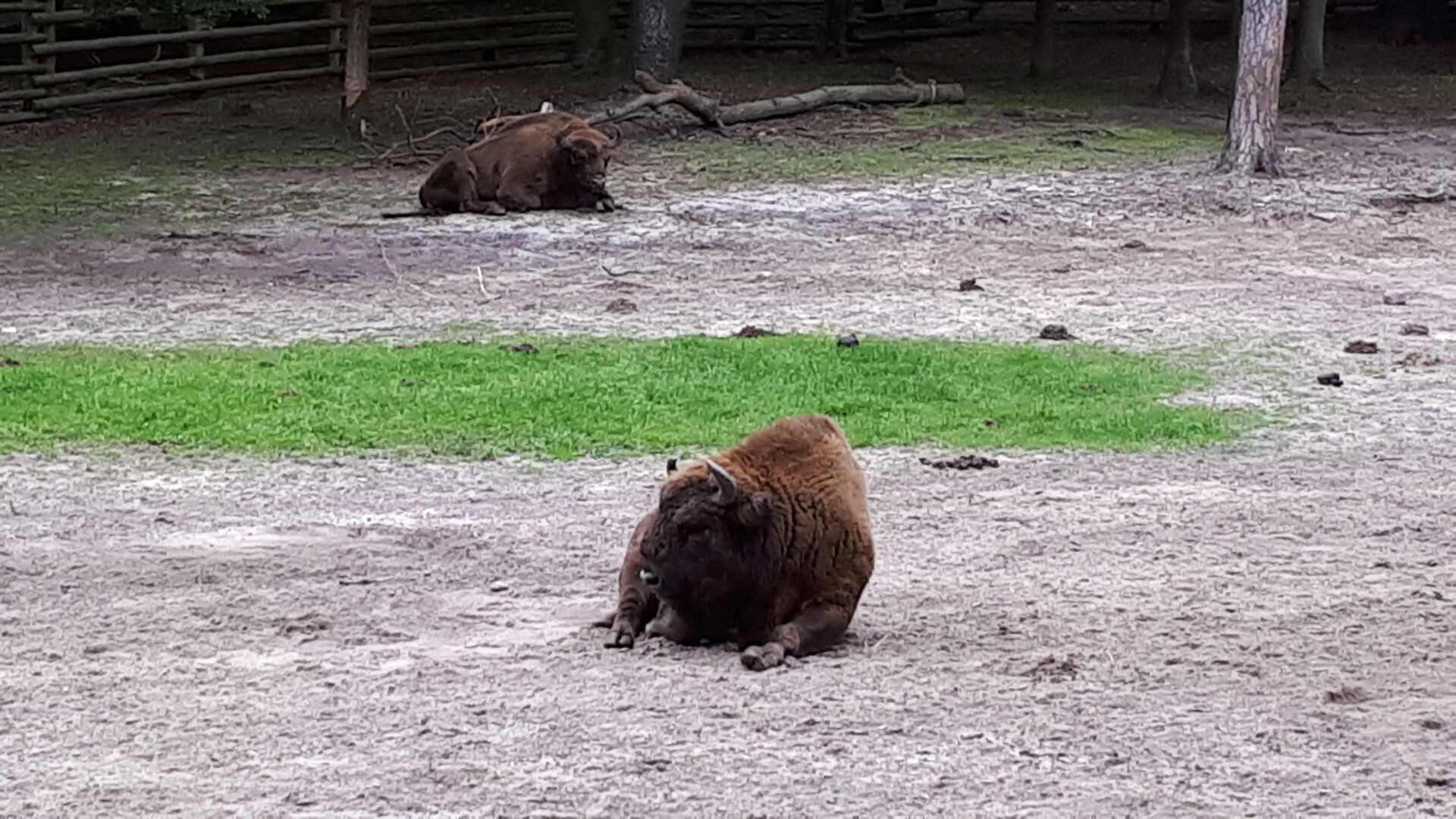 Wisent Polish Bison at Mistroy Nationalpark