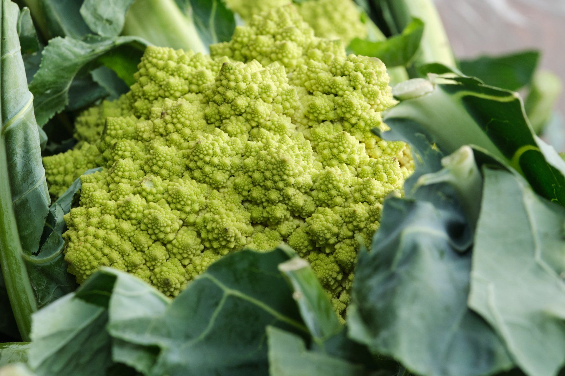 Romanesco