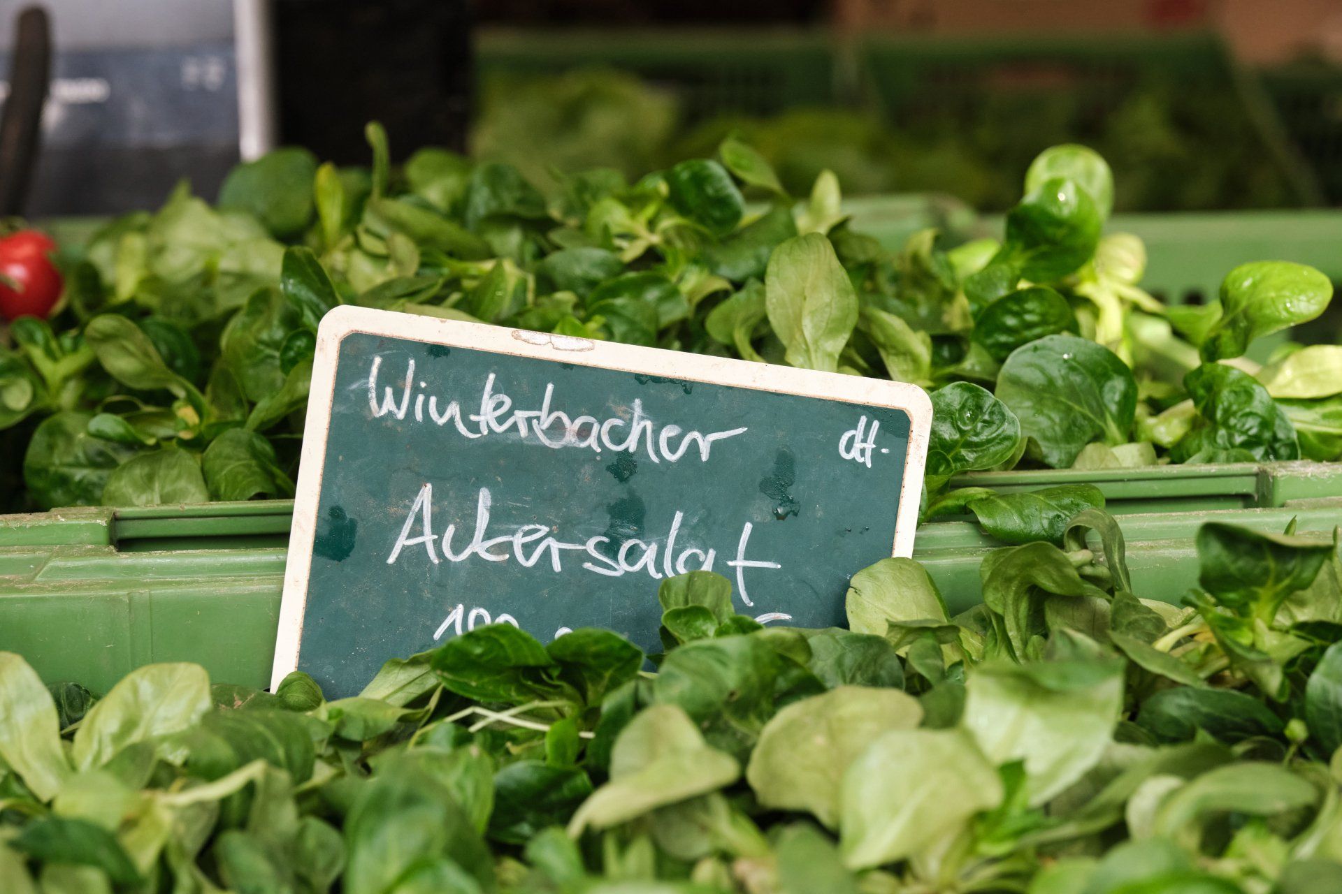 Ackersalat