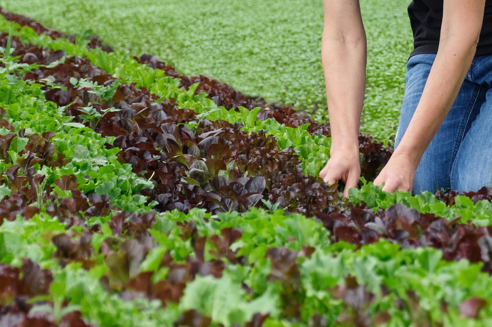 Salatbeet