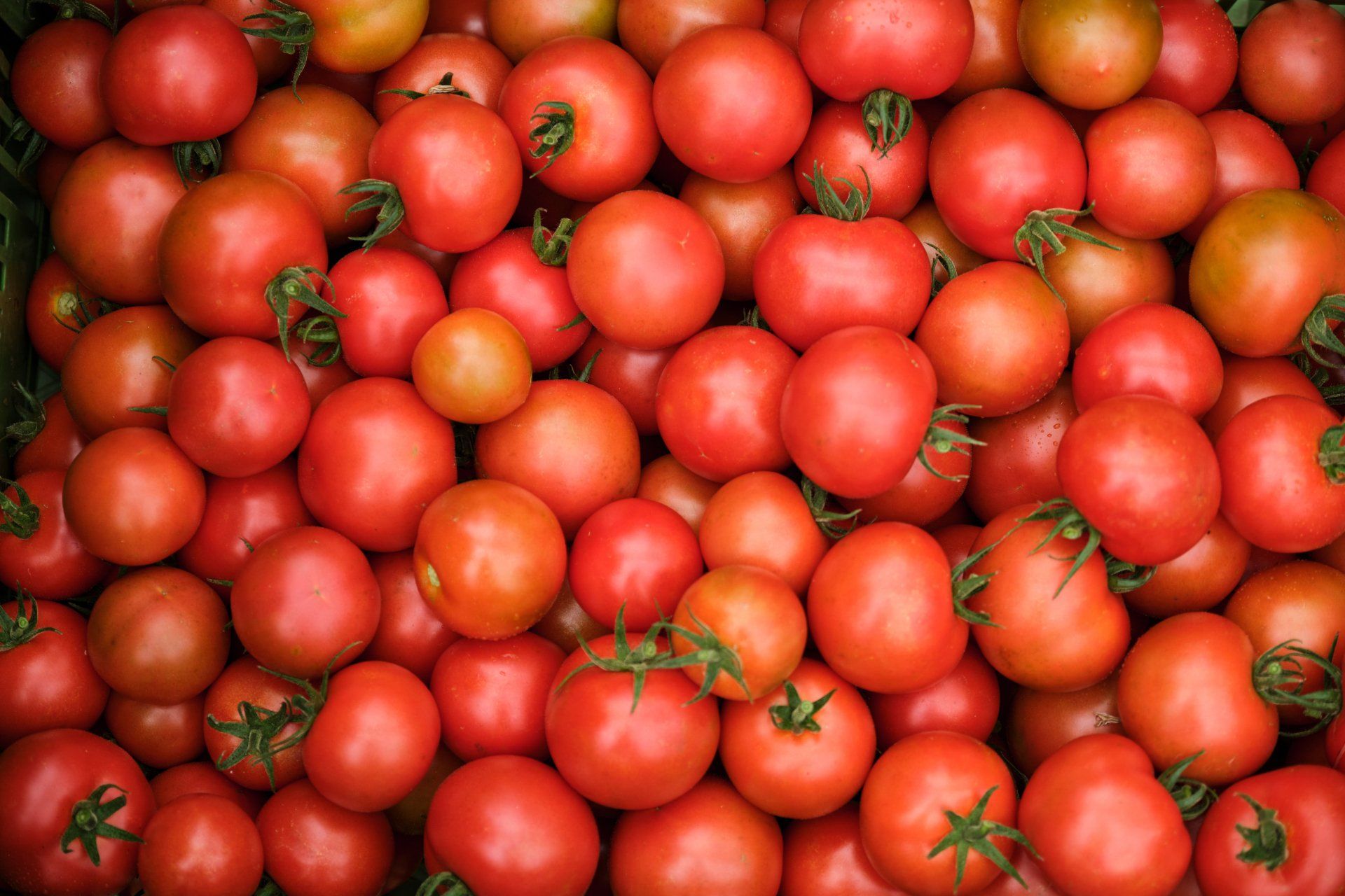 Tomaten