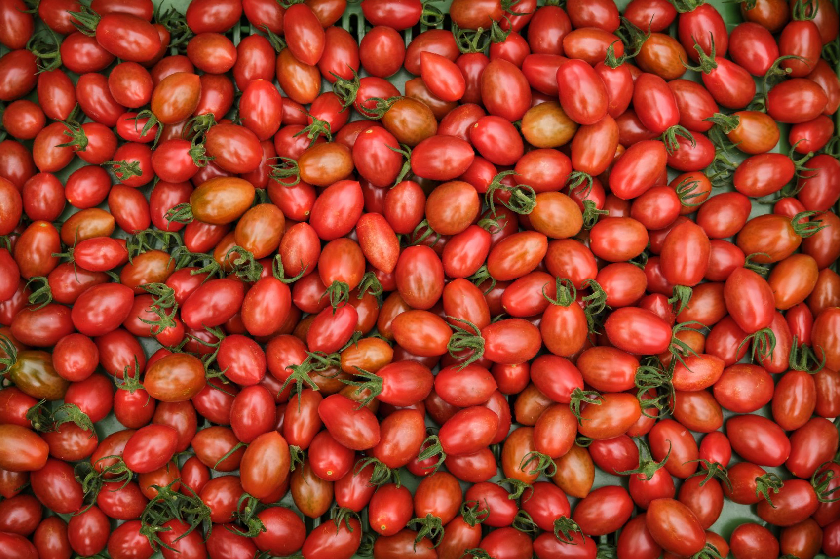 Salatbeet