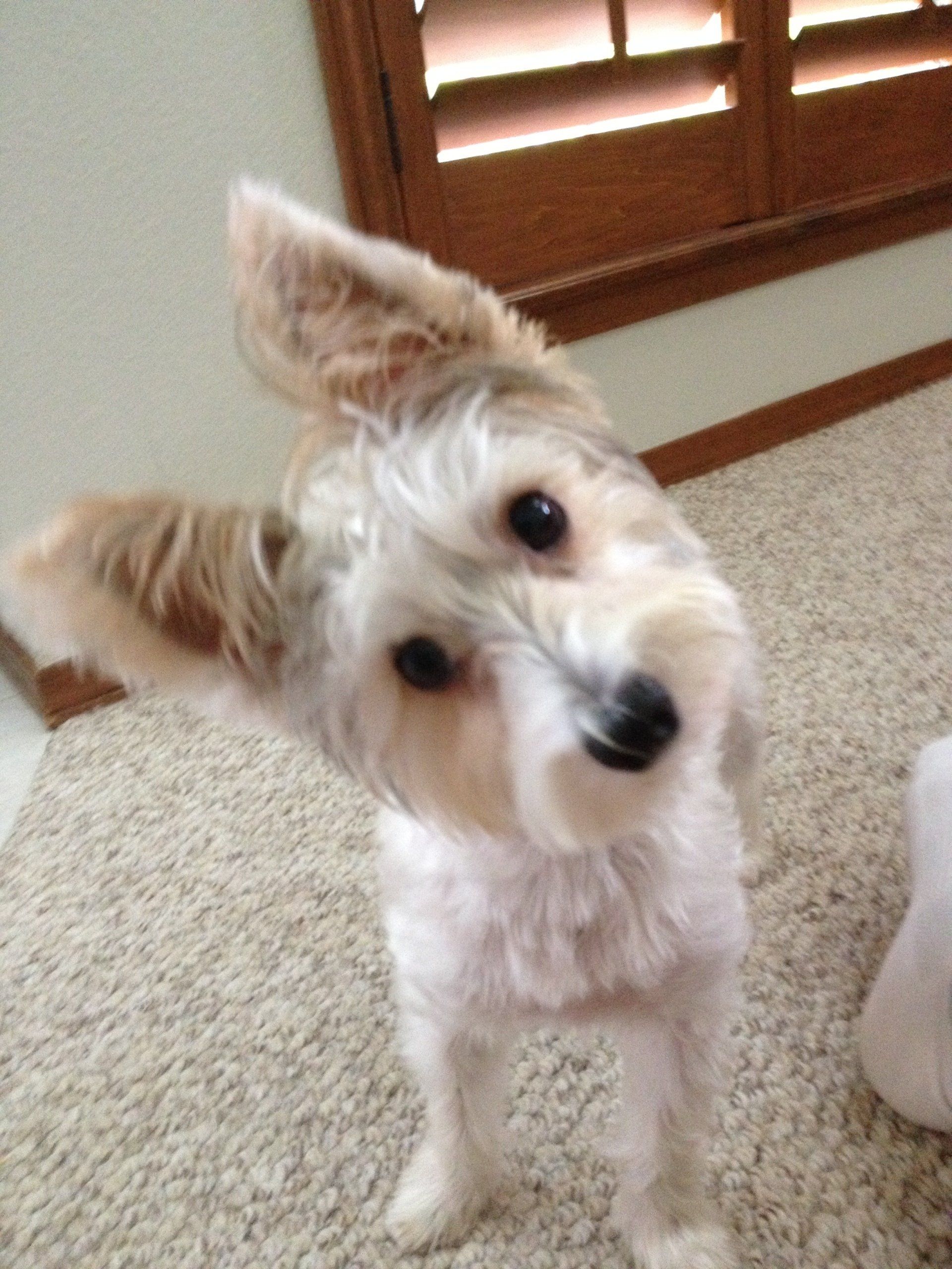 Gizmo