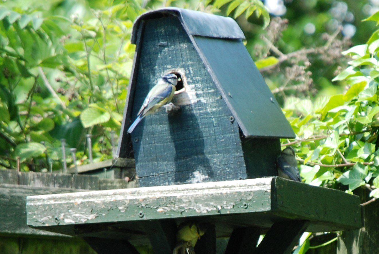 Photograph of a bird entering a small green bird house surrounded by leaves