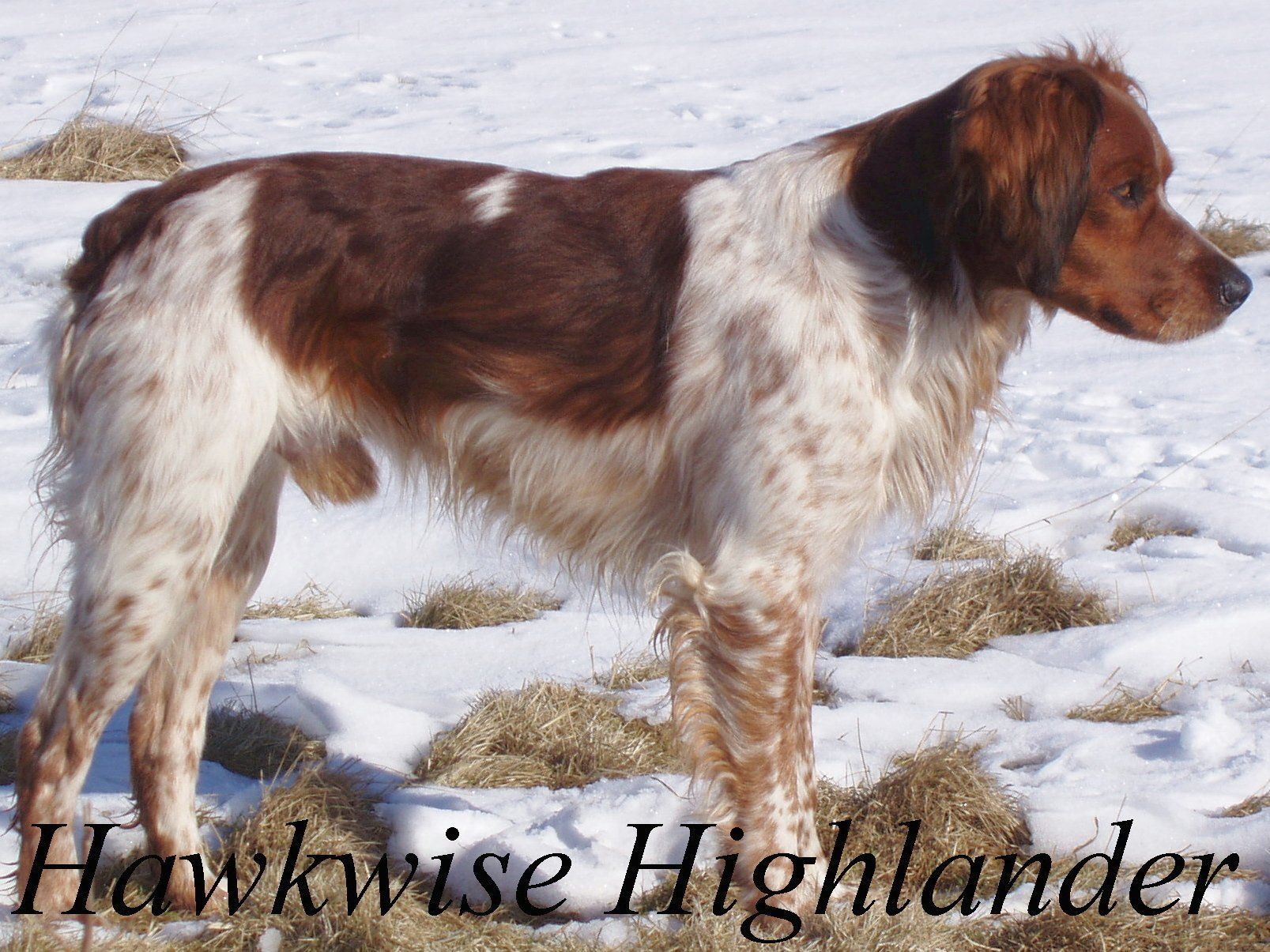 The foundation sire of Hawkwise Brittanys