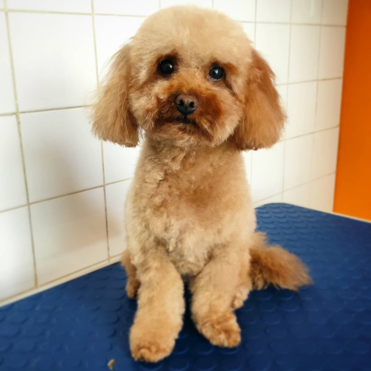 Higiene básica perros