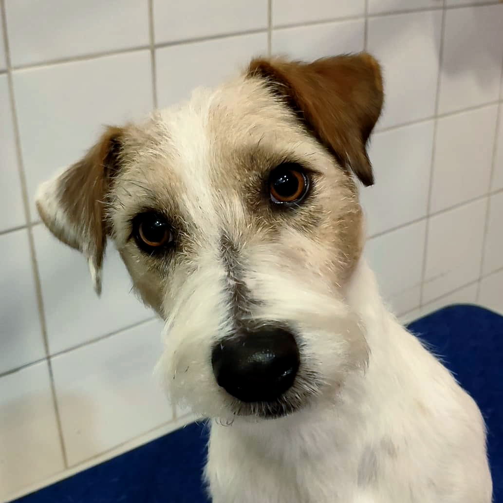 Higiene básica perros