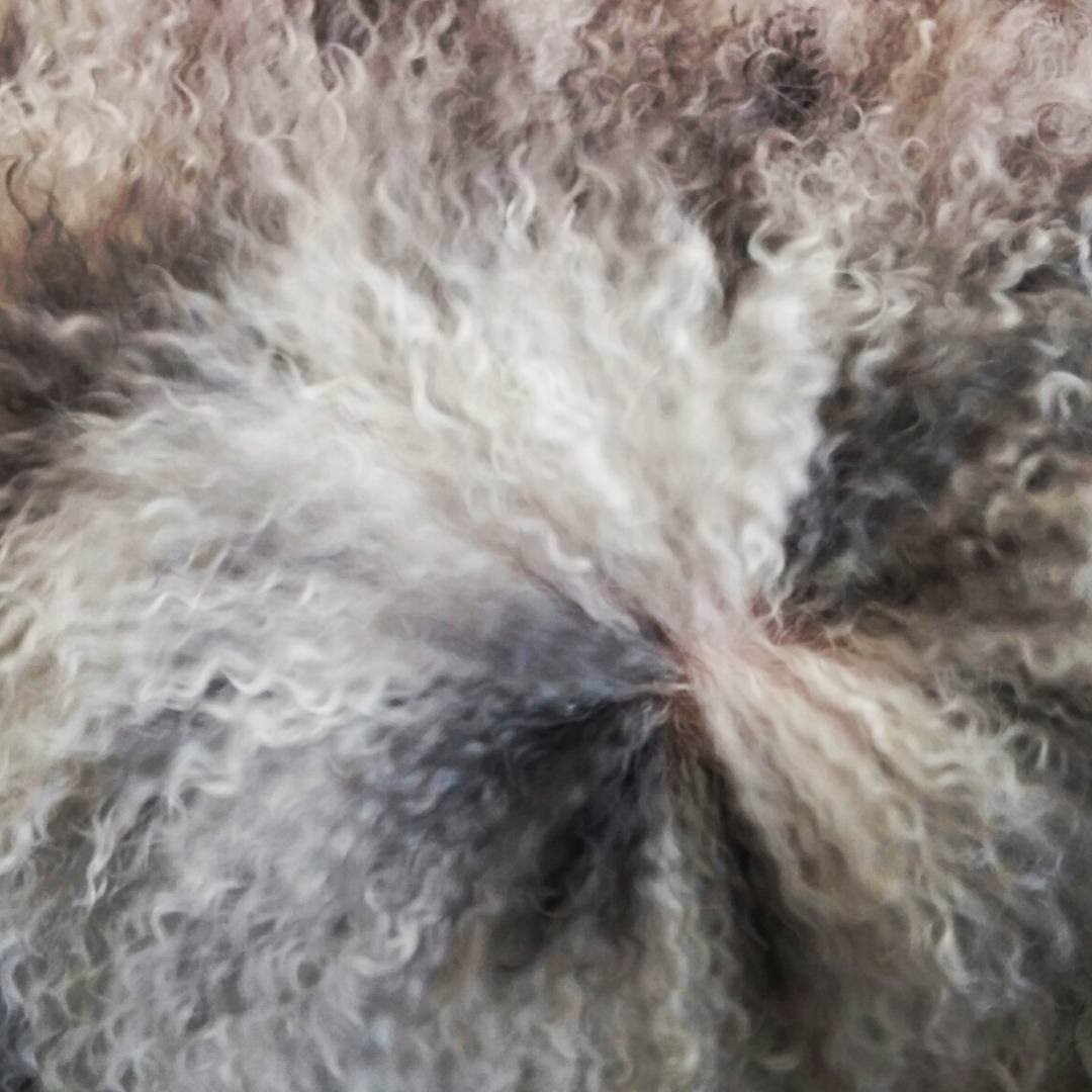 Pelo rizado de perro de aguas español