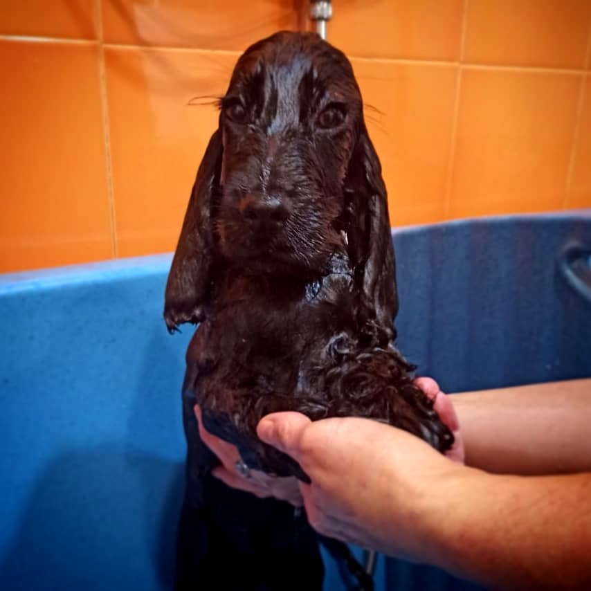 Higiene básica perros