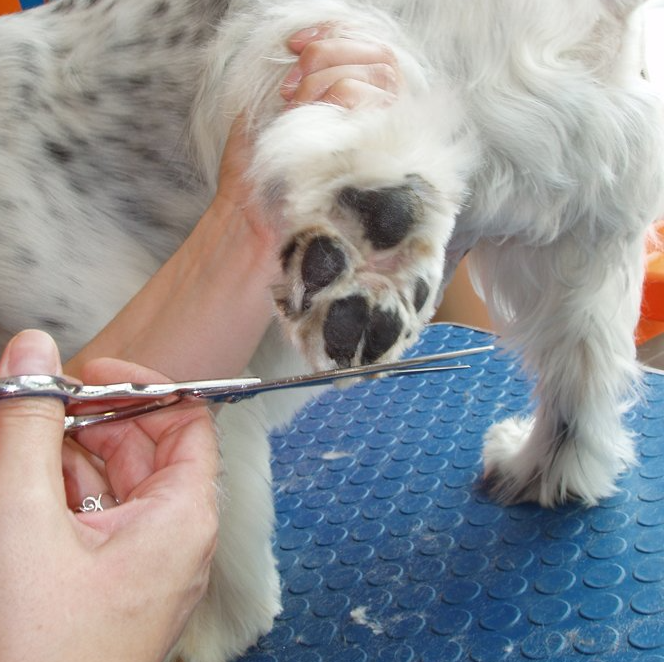 Corte a tijera peluquería canina