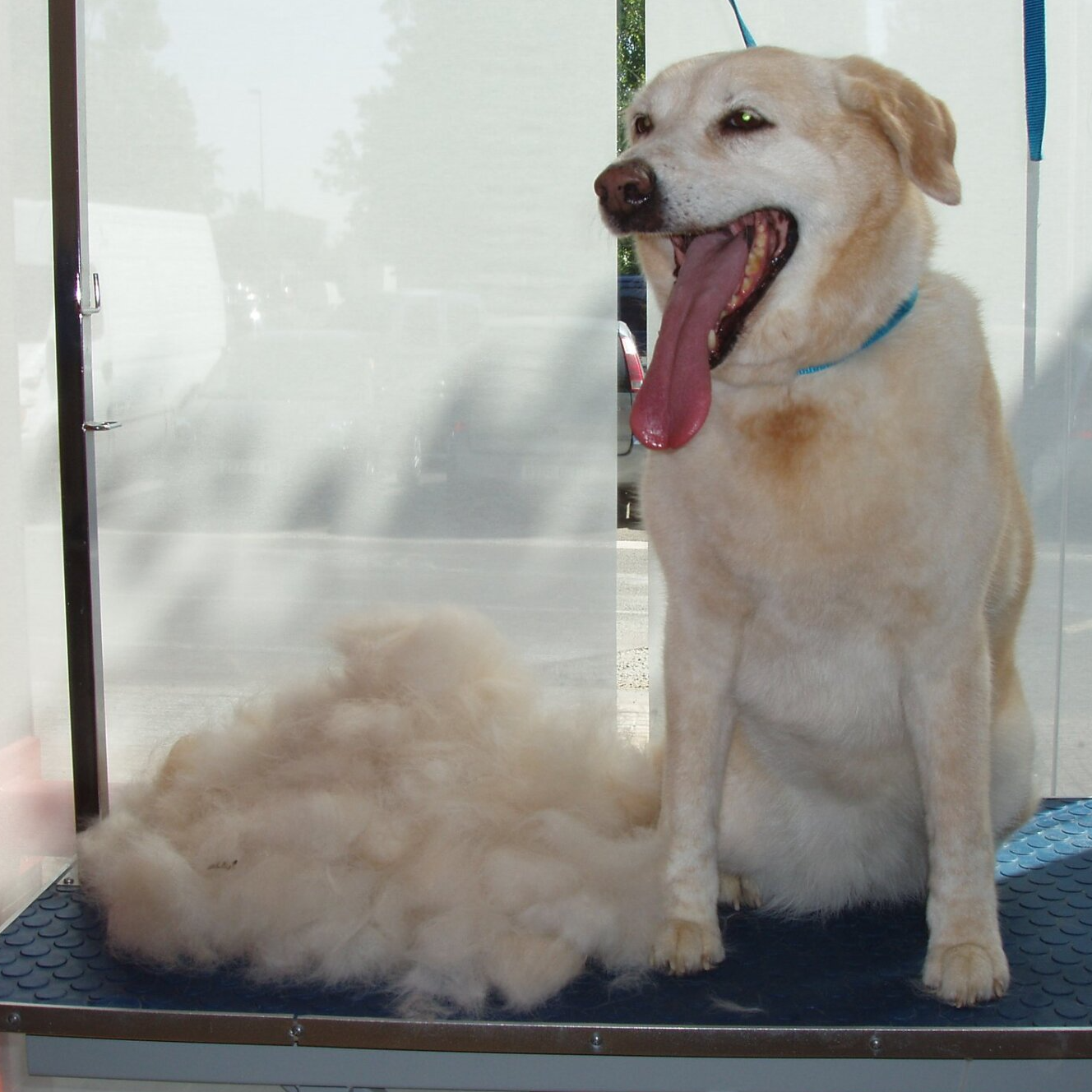 Higiene básica perros