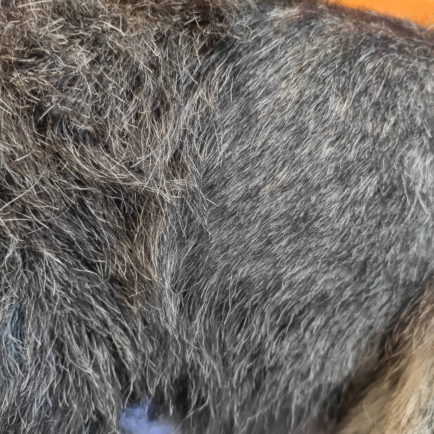 Higiene básica perros