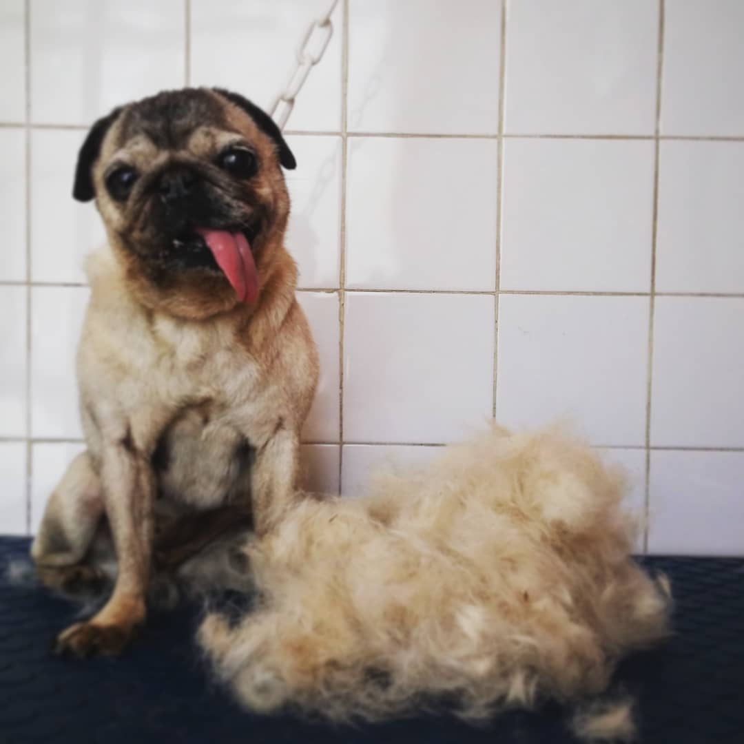 Muda en perros
