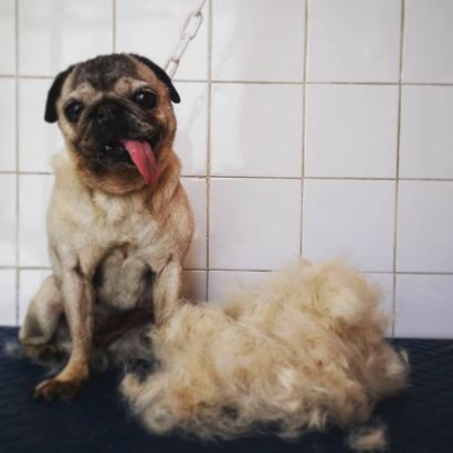 La muda del pelo en perros