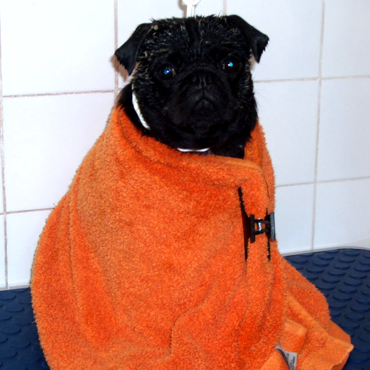 Tratamiento perros