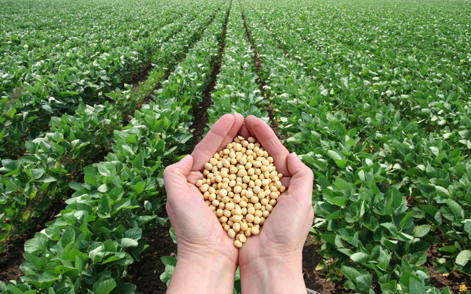 huile de neem au Togo