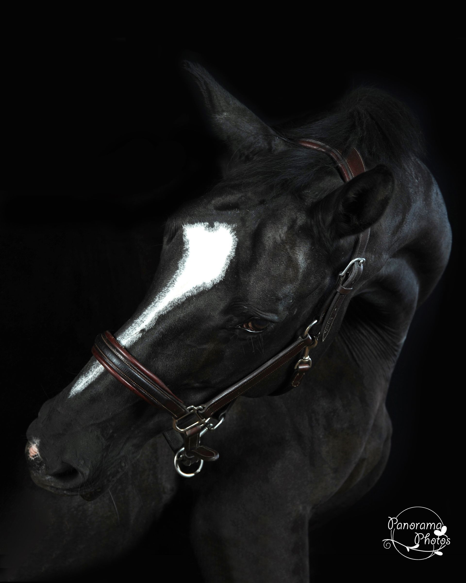 Photo d'un cheval noir sur fond studio noir