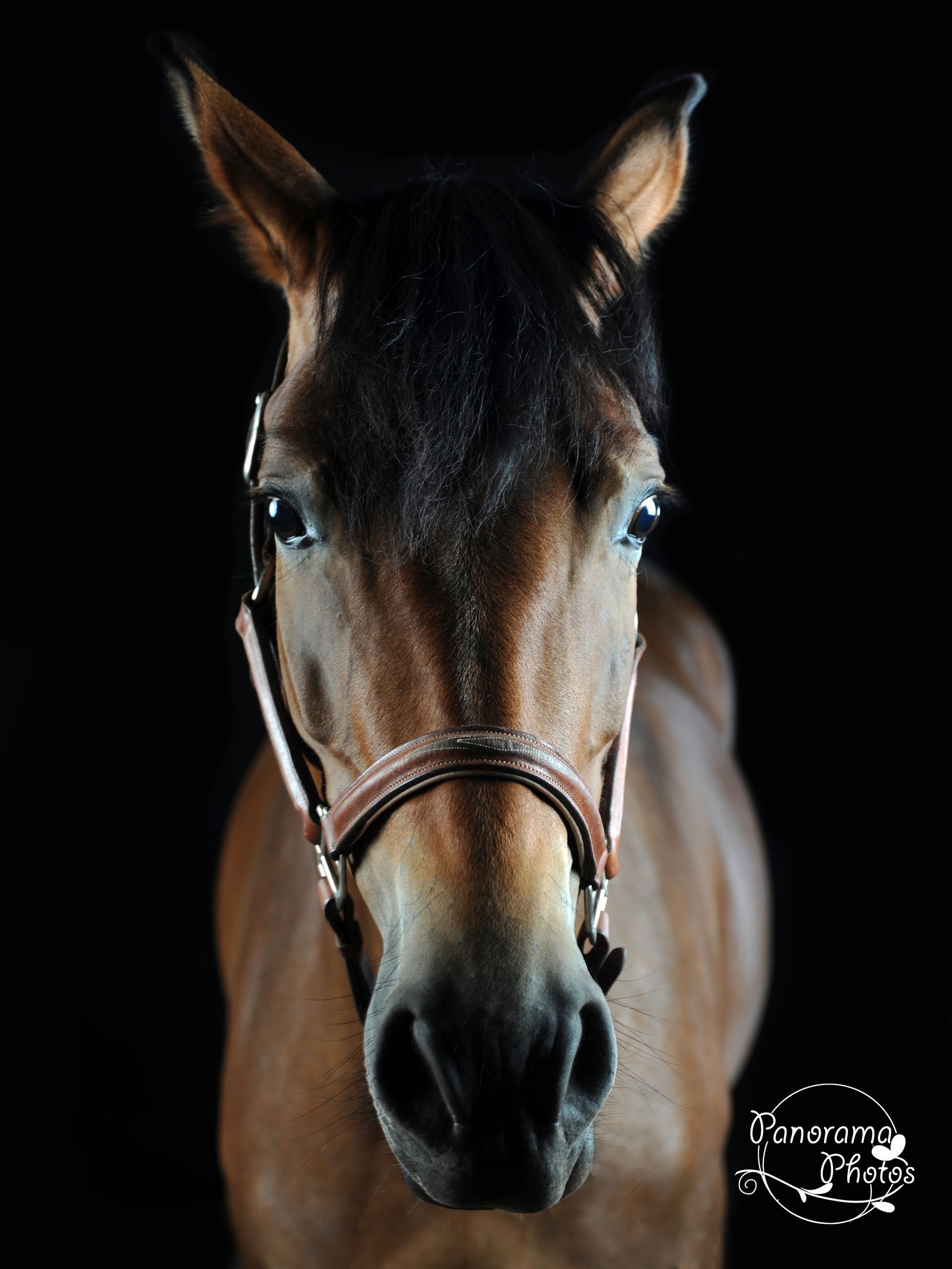 Photo d'un cheval marron sur fond studio noir