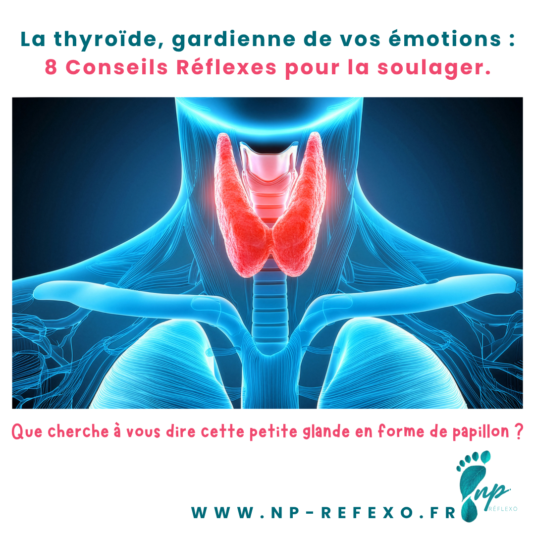 Illustration anatomique de la glande thyroïde au niveau du cou