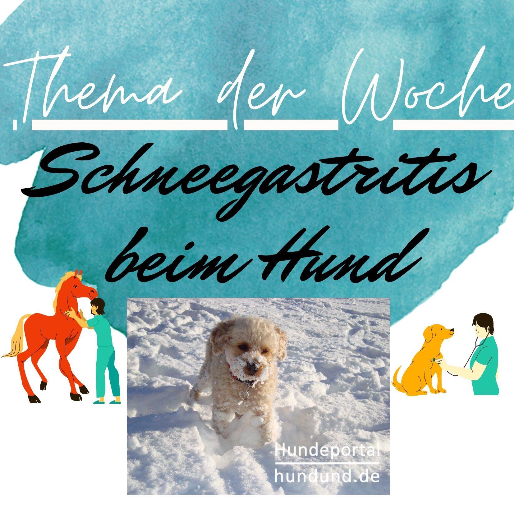 Schneegastritis/Magenschleimhautentzündung bei Hunden durch schneefressen