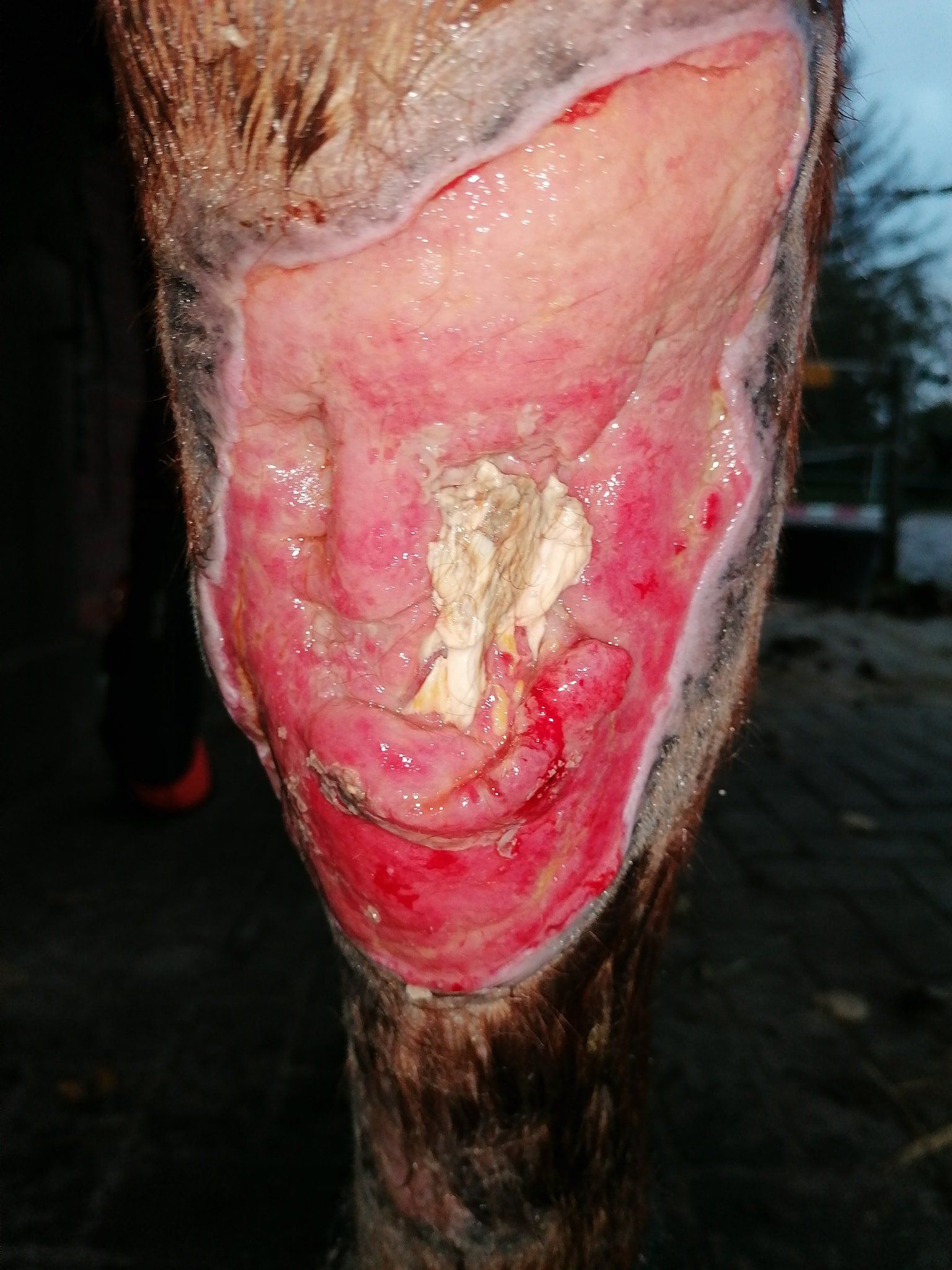 bakterielle Infektion Pferd