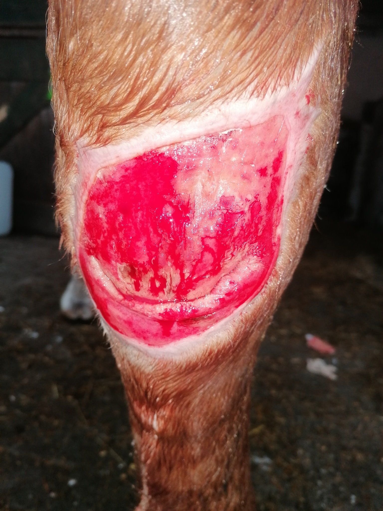 bakterielle Infektion Pferd