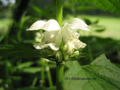 die Blüte einer Taubnessel Taubnessel Blüte Wildkräuter
