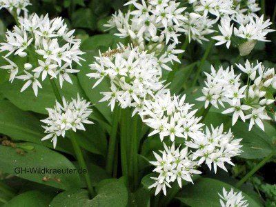 blühender Bärlauch Bärlauch Blüte Altenhundem