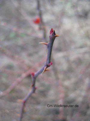 die Knospe einer Wildrose Wildrose Knospe Attendorn