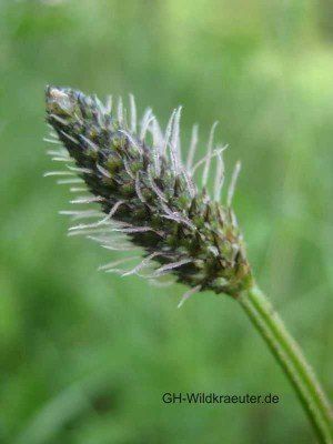 die Blüte des Spitzwegerich Spitzwegerich Blüte Lennestadt