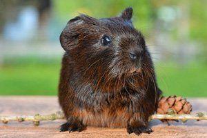Hamster im Freien Hamster mit Futter