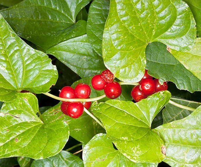 tamier feuilles et fruits le tamier