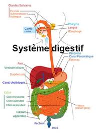digestion le système digestif