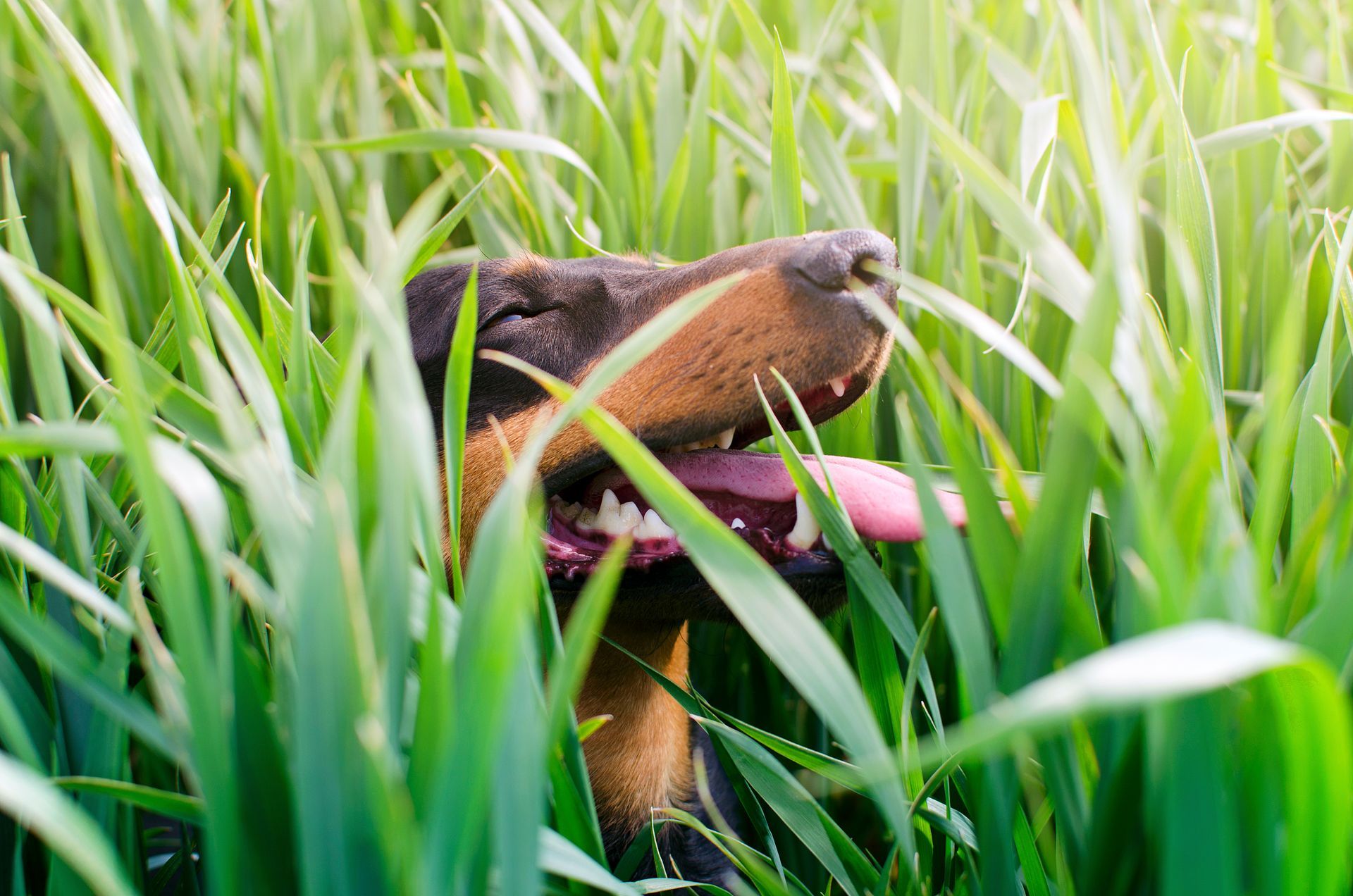 Grass Seeds