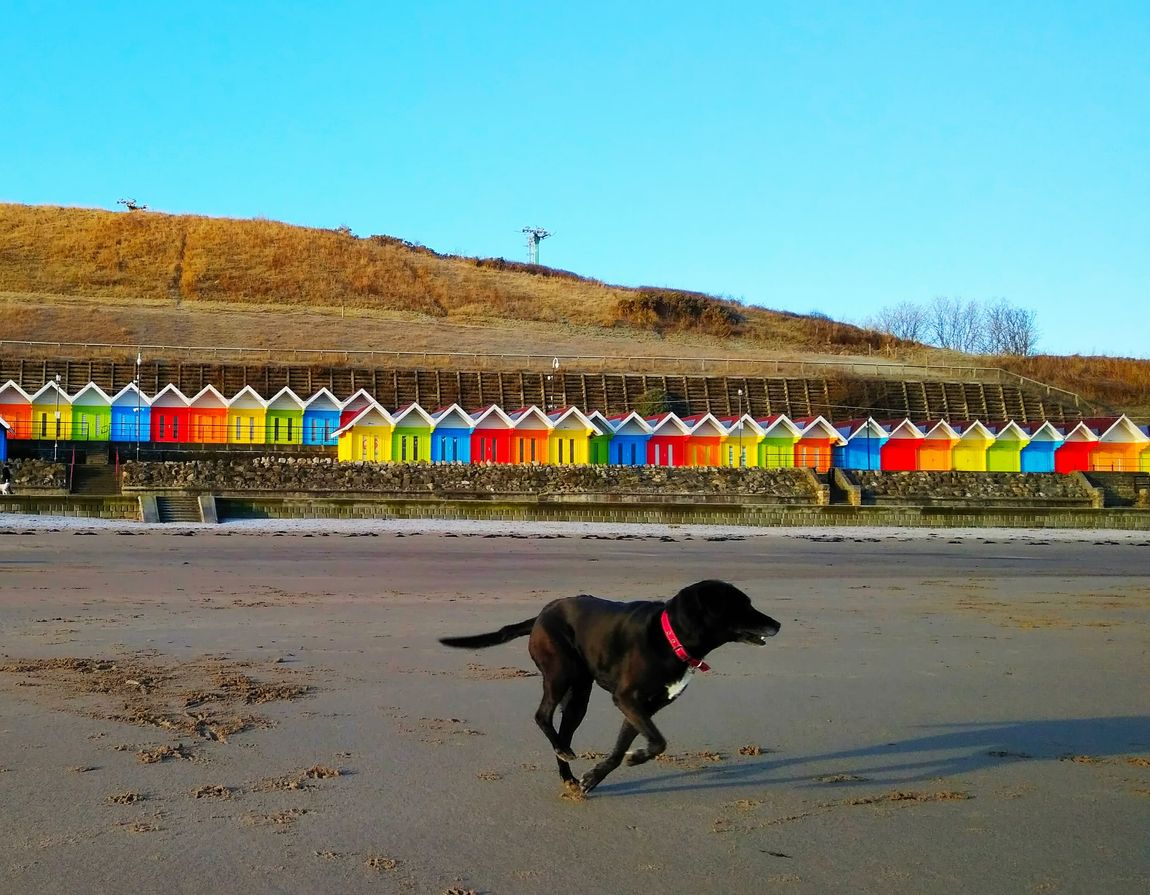 Our dog on North Bay with colourful beach huts