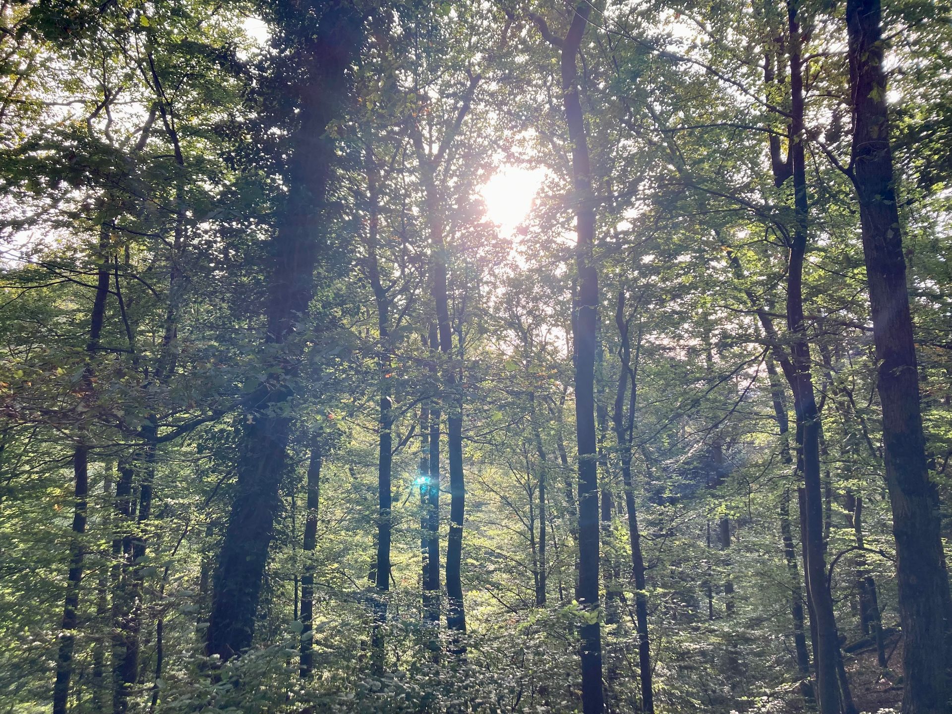 Auszeit in der Natur – Spaziergang und Coaching in der Moselregion