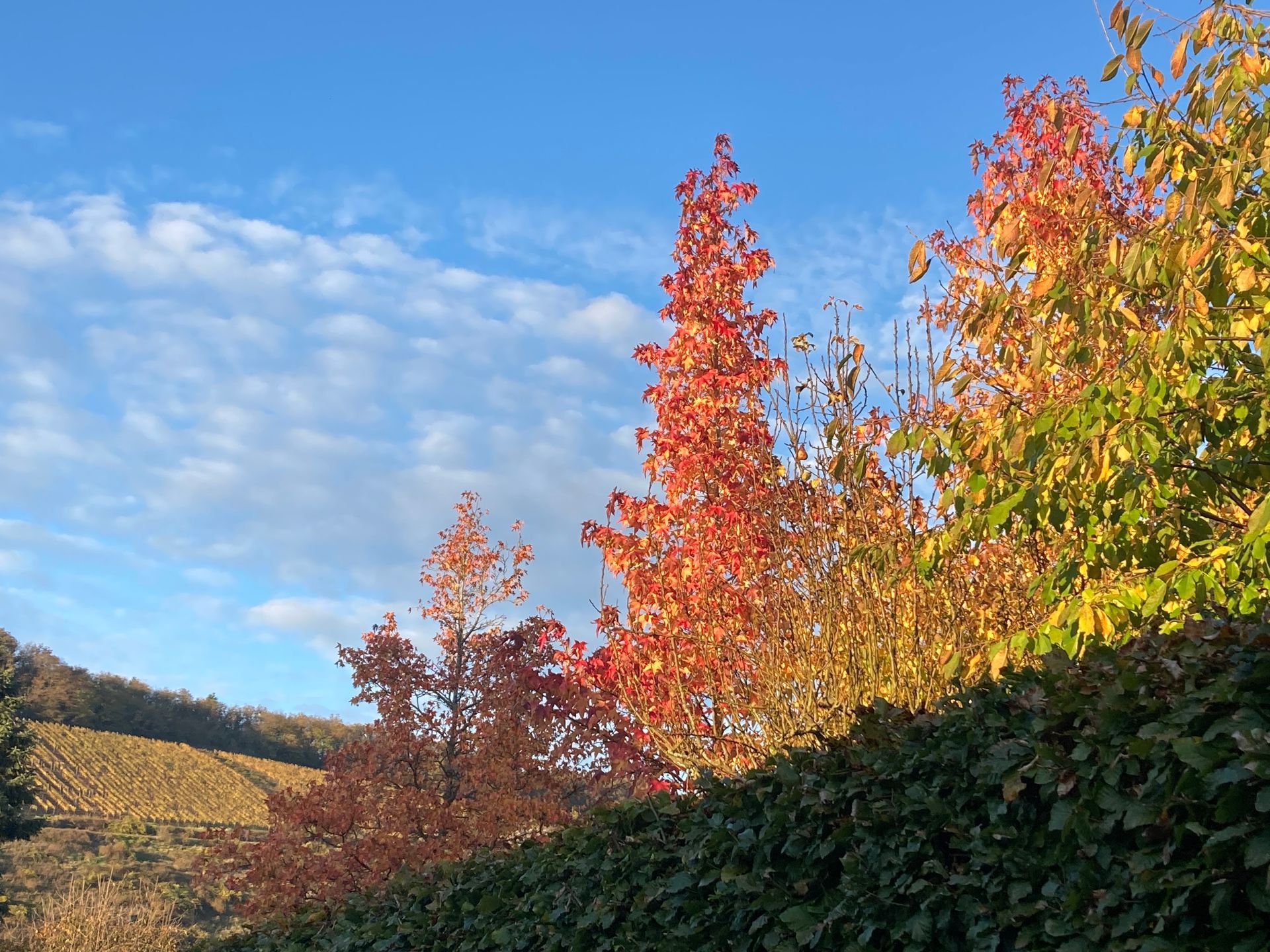 Garten der Stille am Waldrand – geschützter Ort für Ruhe und Kraft