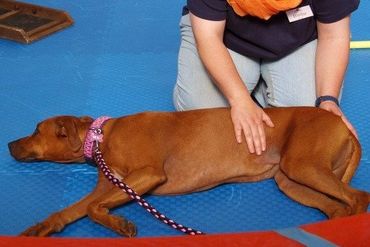 Entspannung durch TTouch bei einem Besuchshund auf einer Messe Entspannung durch TTouch bei einem Hund