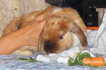 TTouch bei einem Kaninchen TTouch bei einem Kaninchen